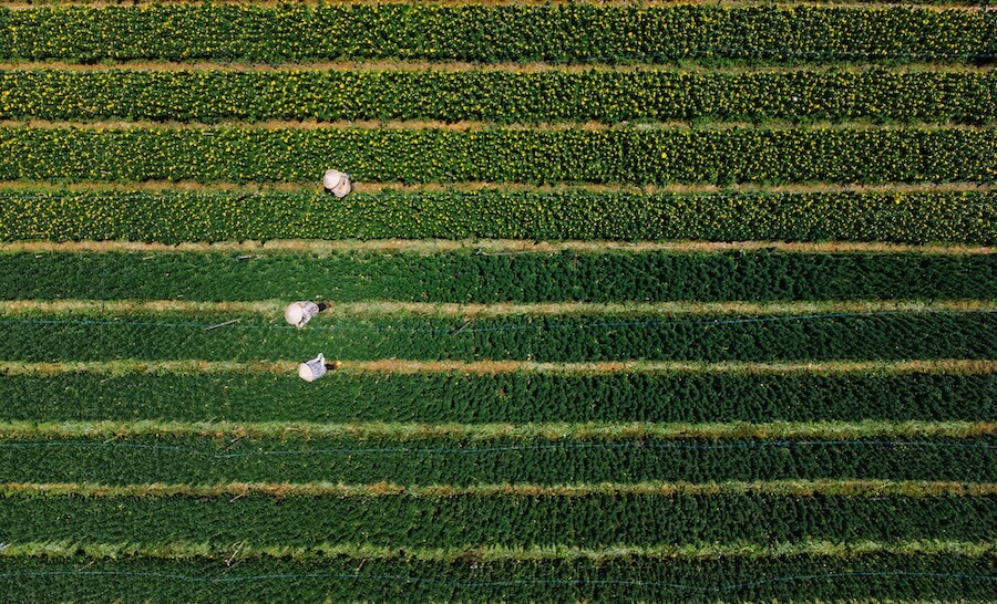 ドローンの農薬散布のメリット・デメリットや料金、資格取得について